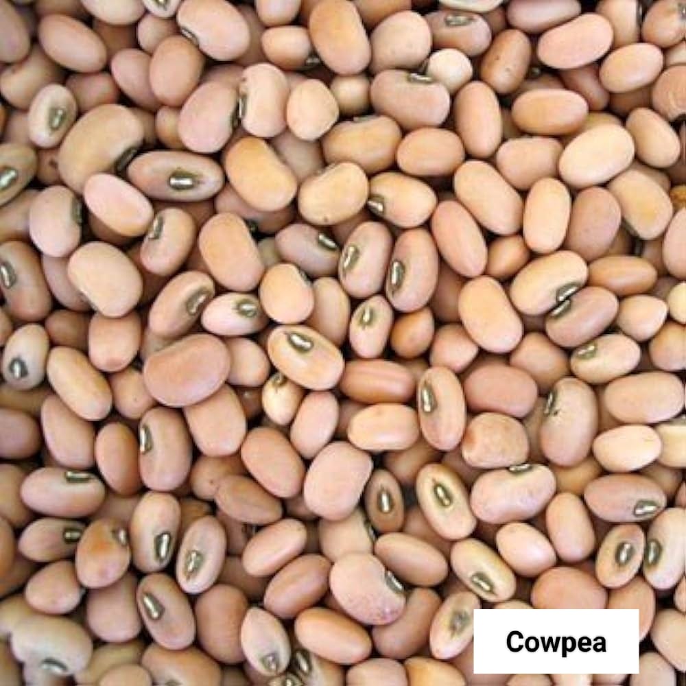 Seed